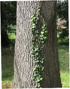 If the ivy represents neuronal connections of the brain- they are over-pruned in the depressed mind - representing loss of neuronal plasticity.